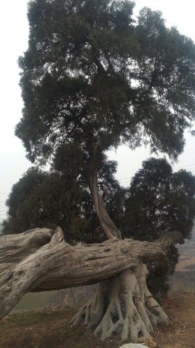 刘秀柏旅行图片 1