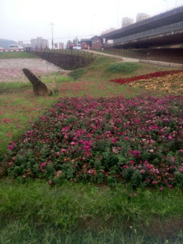 湿地公园旅行图片 3