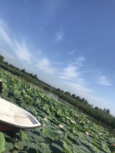 八里湖湿地公园旅行图片 1