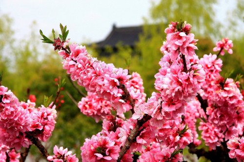 上海南汇桃花村
