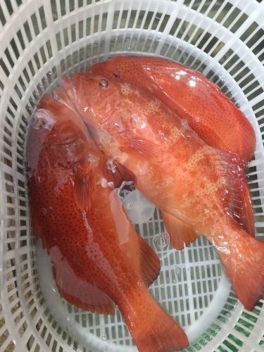 临高新盈批发海鲜