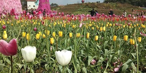 万木春金弹子盆景基地旅行图片 2