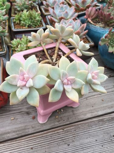 四月天多肉植物园旅行图片 3