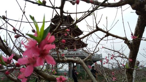 贵港市四季花田农业生态观光园旅行图片 2