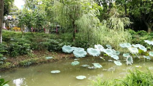 苏绵公园旅行图片 1