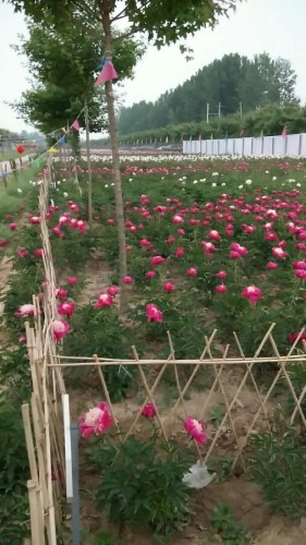 花乡芍药园旅行图片 2