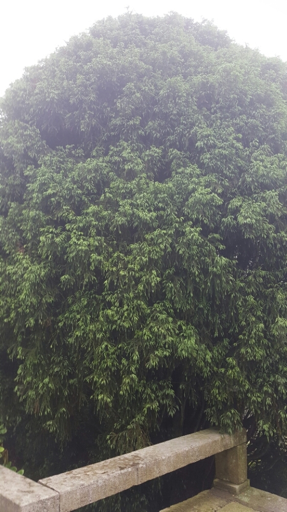 含鄱口景点图片