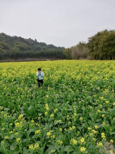 火山镇油菜花基地旅行图片 2