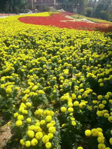 宜宾万花谷景区旅行图片 3