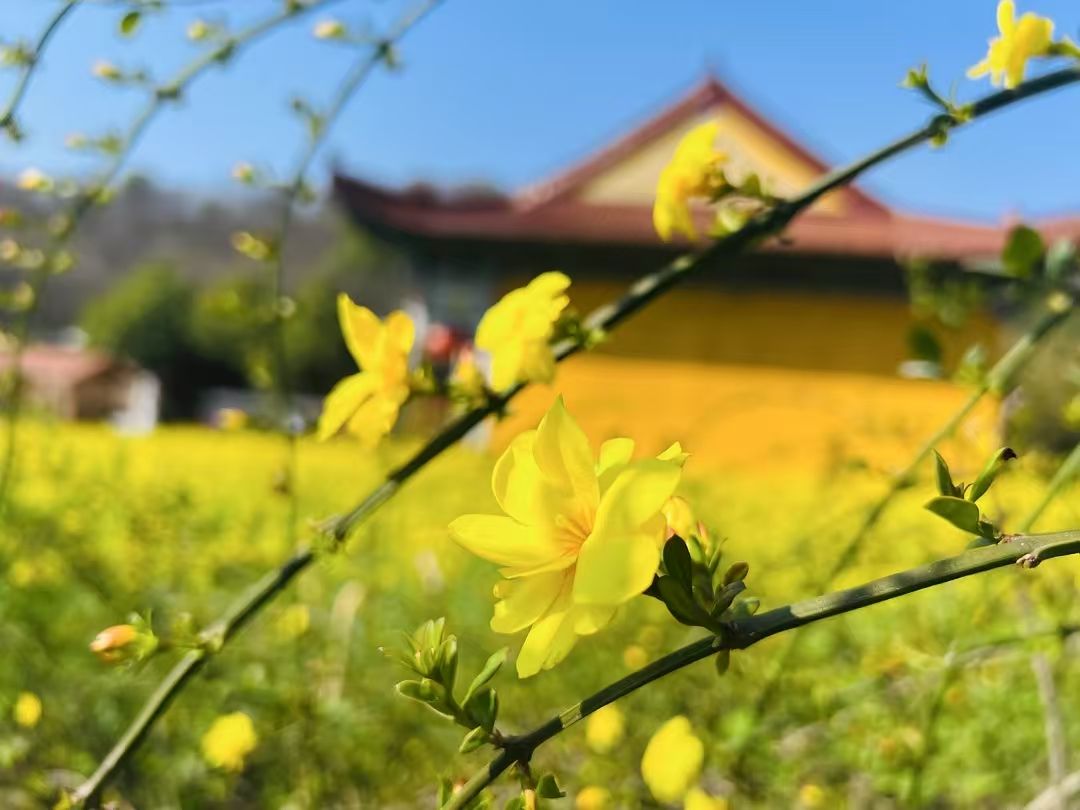 慈悲禅寺实景照片