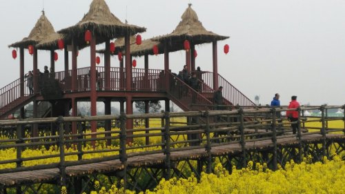 高坪镇菜花节旅游观光区旅行图片 1