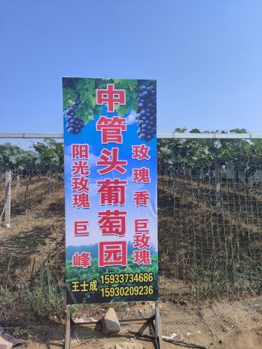 中管头葡萄园
