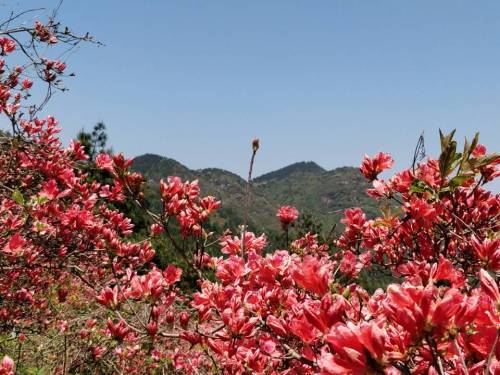 高姥山省级度假区旅行图片 2