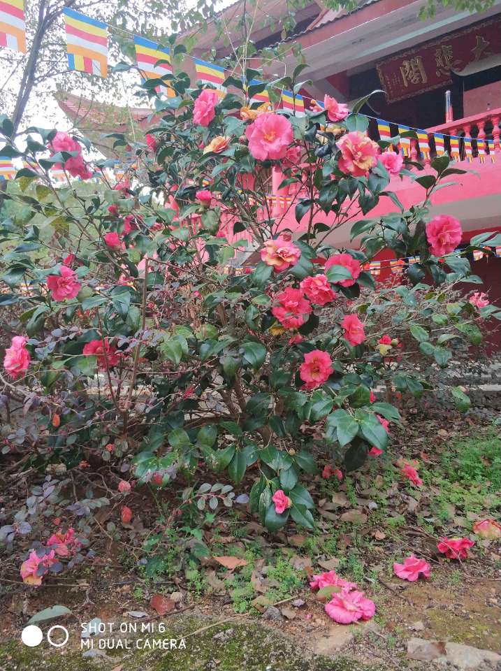顺昌城东普庆寺实景照片