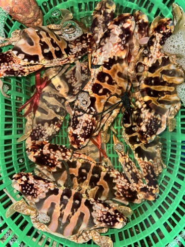 清澜三角房海鲜批发零售