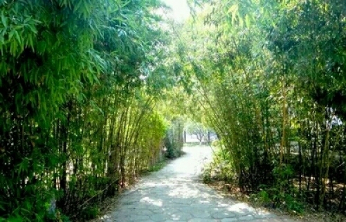 竹林公园旅行图片 1