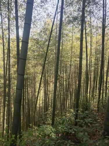 老清山火山地质公园旅行图片 1