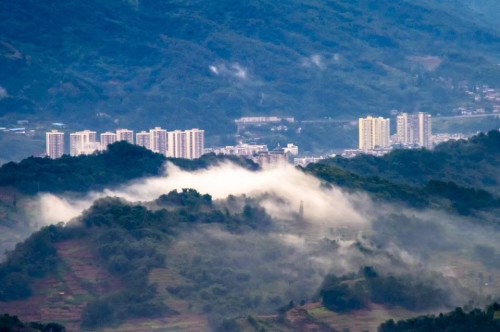 蒙顶山老川茶观光园旅行图片 1
