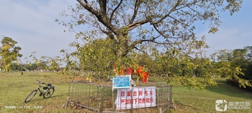 西湖湿地公园·古皂荚树