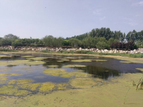 北胶新河湿地公园旅行图片 1