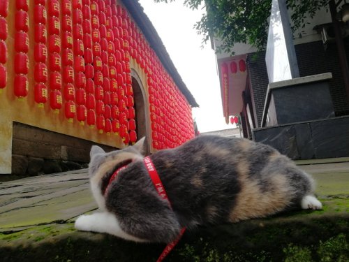 重庆市走马古镇关武庙旅行图片 3