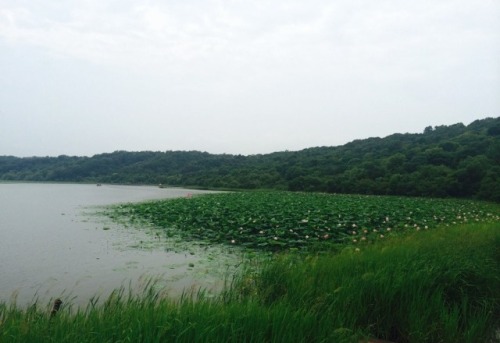 莲花湖公园旅行图片 2