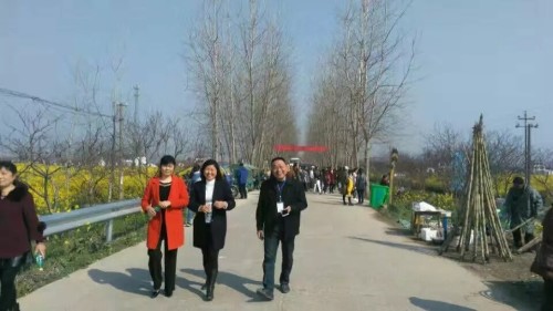 金色花海旅行图片 3