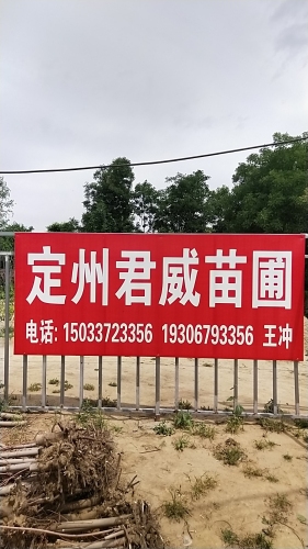定州君威苗圃