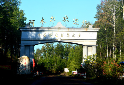 阿木尔中国野生蓝莓之乡旅行图片 1