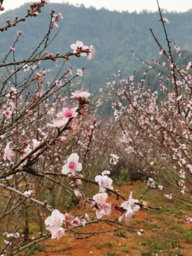 龙川桃花源旅行图片 3