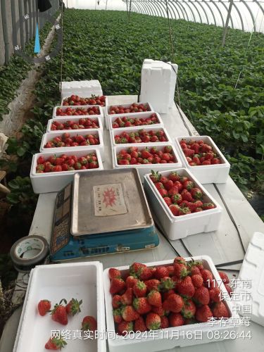 顺平李存草莓