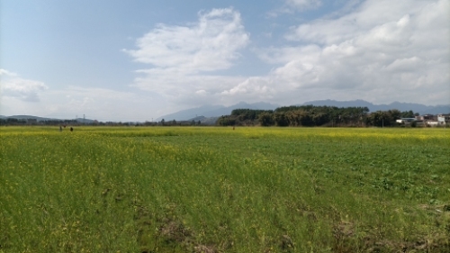 千亩油菜花基地旅行图片 1