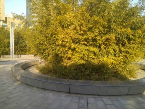 竹之园旅行图片 2