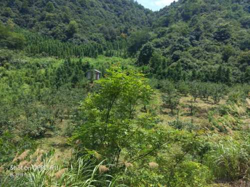 清风仙境风景区旅行图片 1