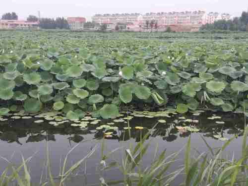 羊东湿地旅行图片 1