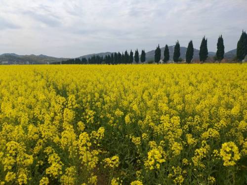 夏塘稻田公园旅行图片 3