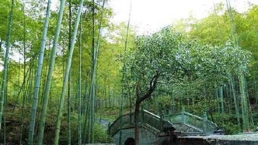 安吉隆庆庵实景照片