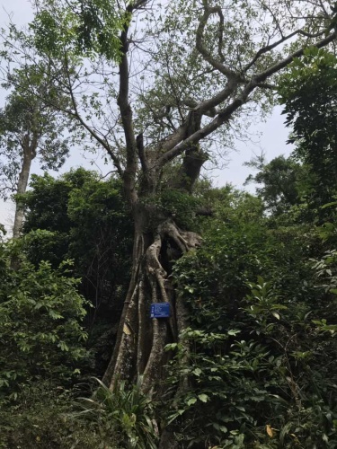 古榕部落旅行图片 3