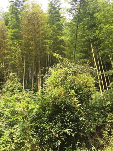翠山竹海旅行图片 1