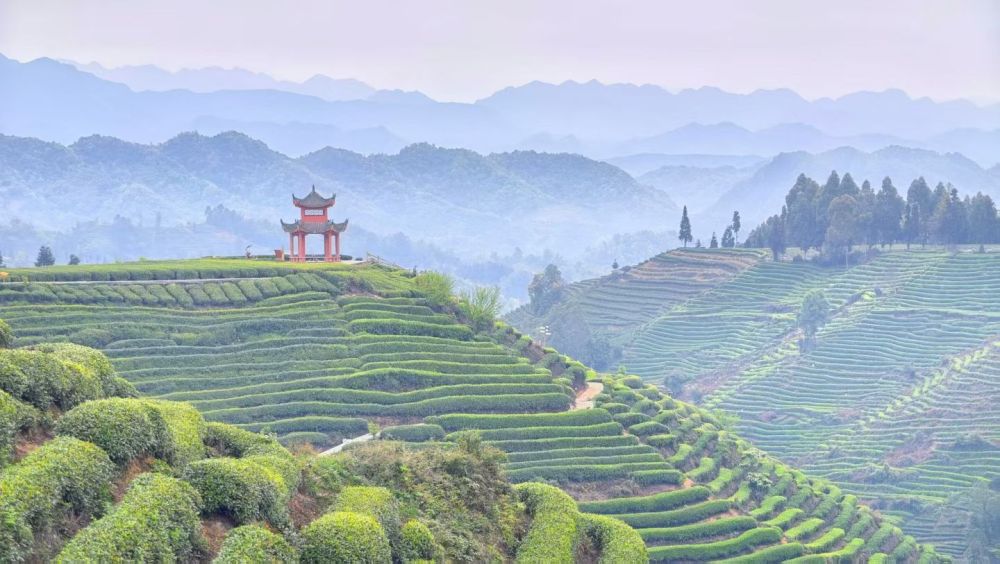 牛碾坪万亩观光茶园景点图片