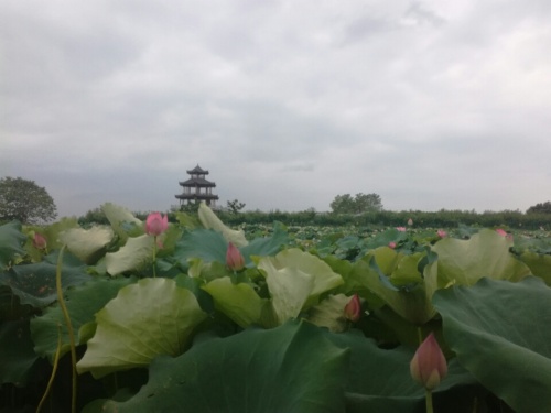 荷美人间旅行图片 2