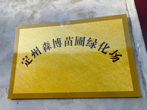 定州森博苗圃绿化场