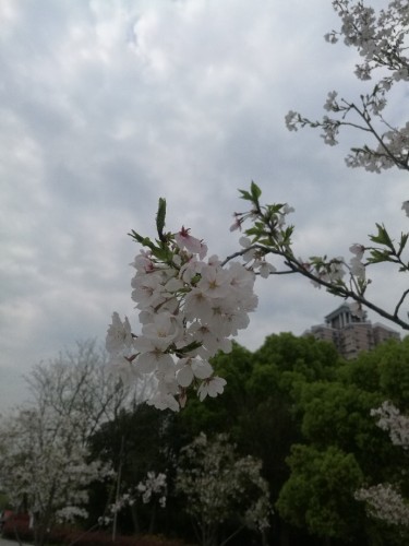 槐树公园旅行图片 2