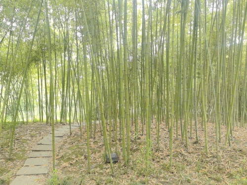 青枫公园-禾园
