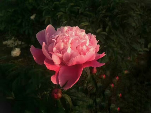 扬州芍药园旅行图片 3