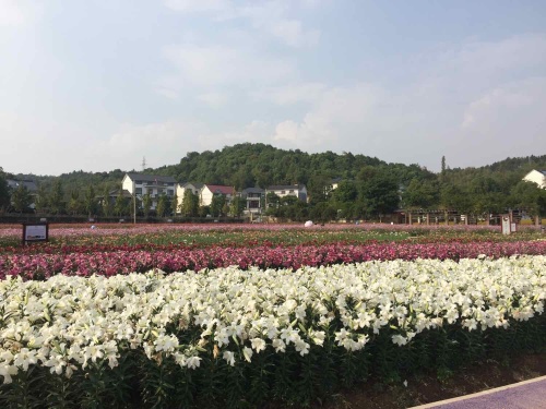 荆溪花海旅行图片 3