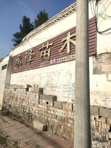 承泽苗木