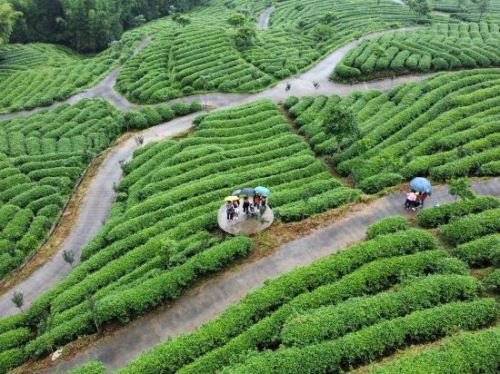 仙堂山生态茶场观光体验园旅行图片 2