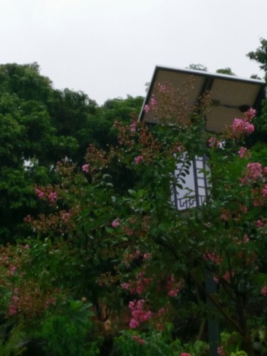 田头荔枝公园旅行图片 2