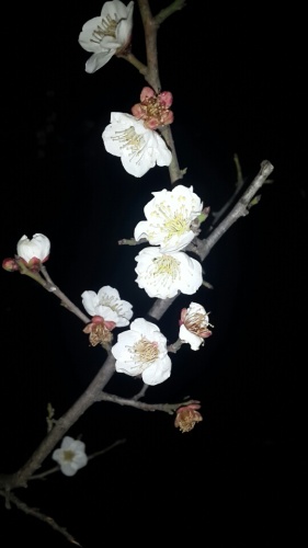 师姑塔体育公园旅行图片 2